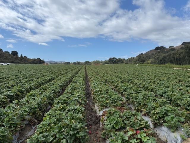 Detail Gallery Image 8 of 18 For 0 Murphy Hill Rd, Watsonville,  CA 95076 - – Beds | – Baths