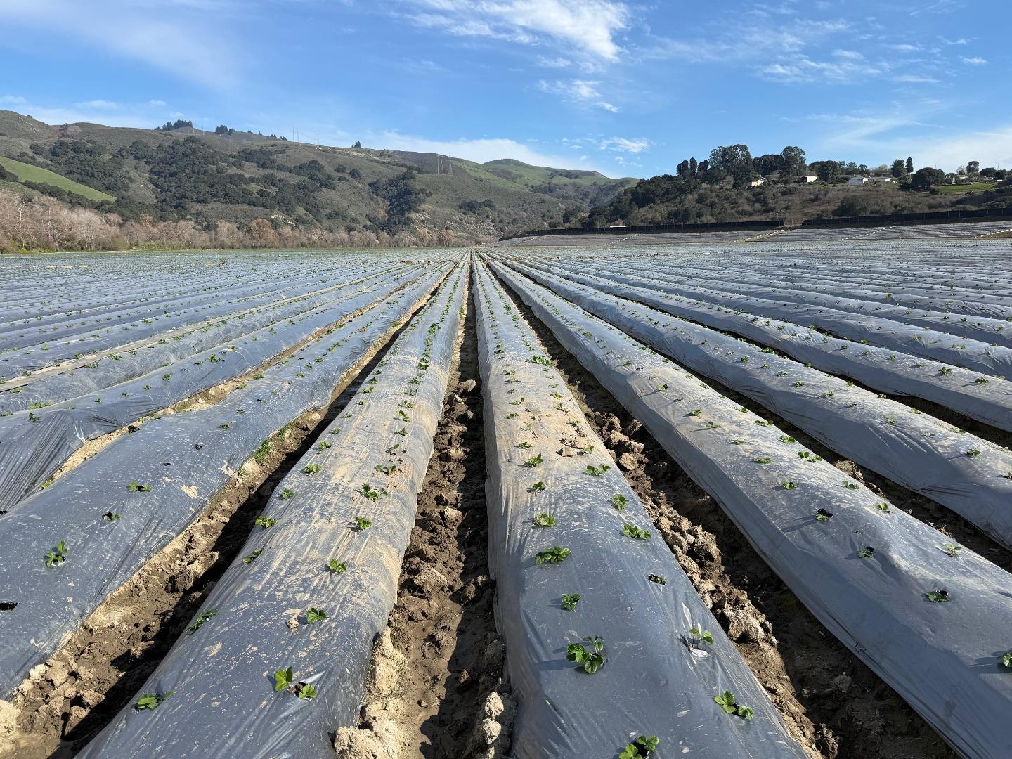 Detail Gallery Image 9 of 18 For 0 Murphy Hill Rd, Watsonville,  CA 95076 - – Beds | – Baths