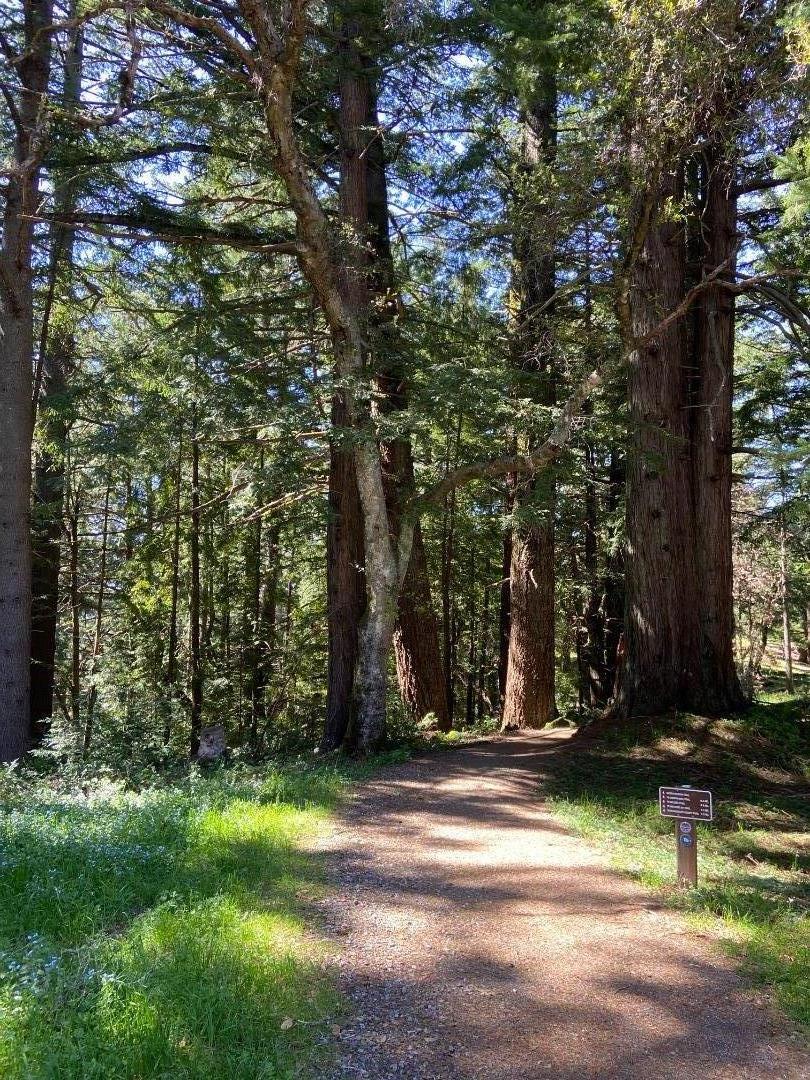 Detail Gallery Image 11 of 14 For 155 Native Sons Rd, Woodside,  CA 94062 - 1 Beds | 1 Baths