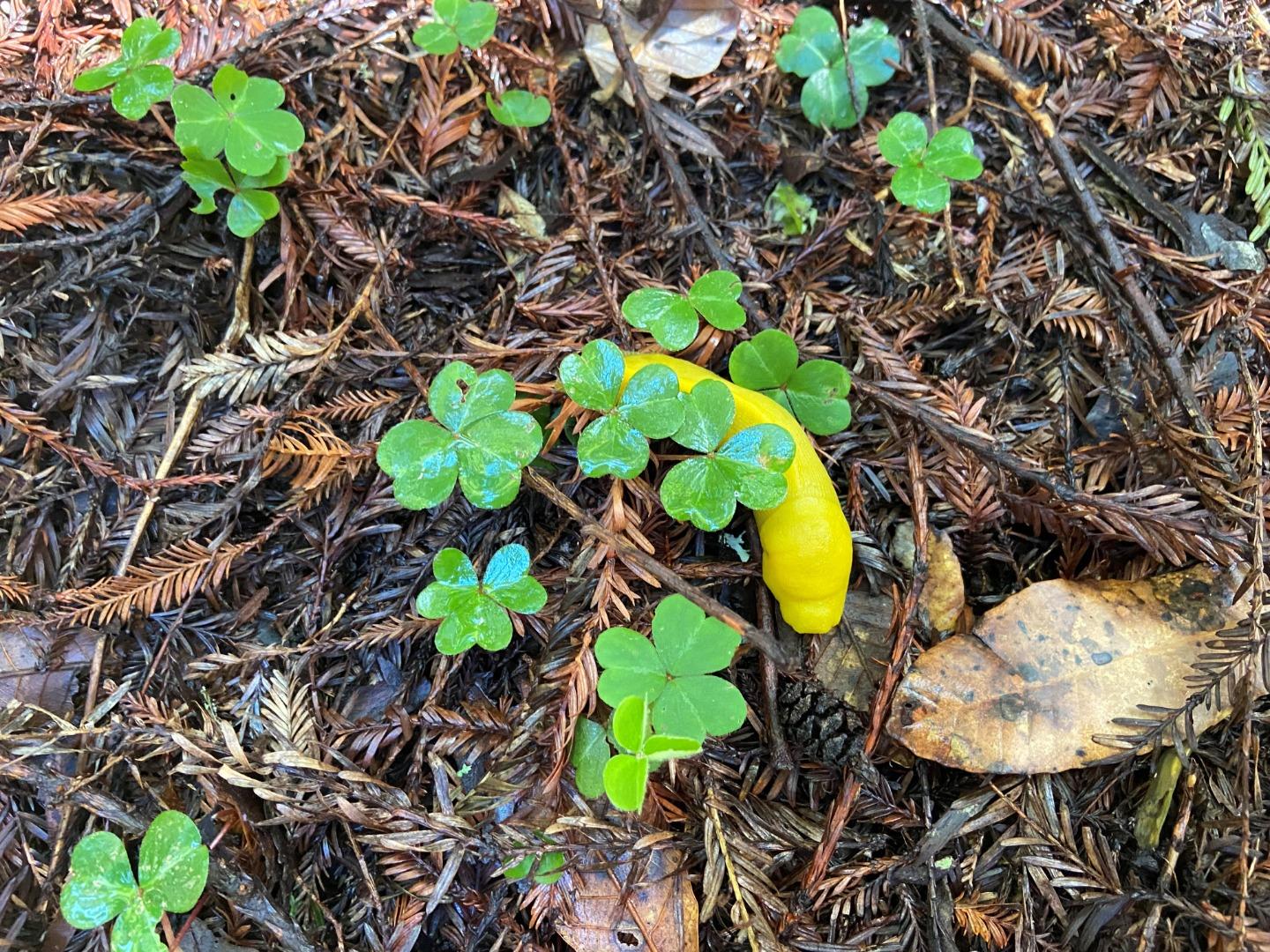 Detail Gallery Image 12 of 14 For 155 Native Sons Rd, Woodside,  CA 94062 - 1 Beds | 1 Baths