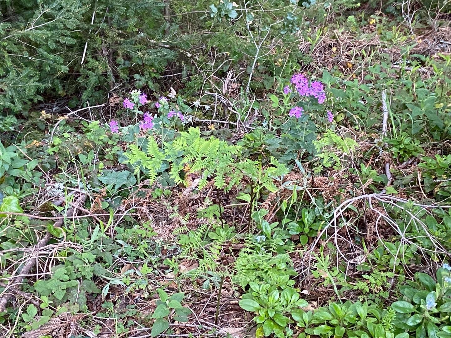 Detail Gallery Image 13 of 14 For 155 Native Sons Rd, Woodside,  CA 94062 - 1 Beds | 1 Baths