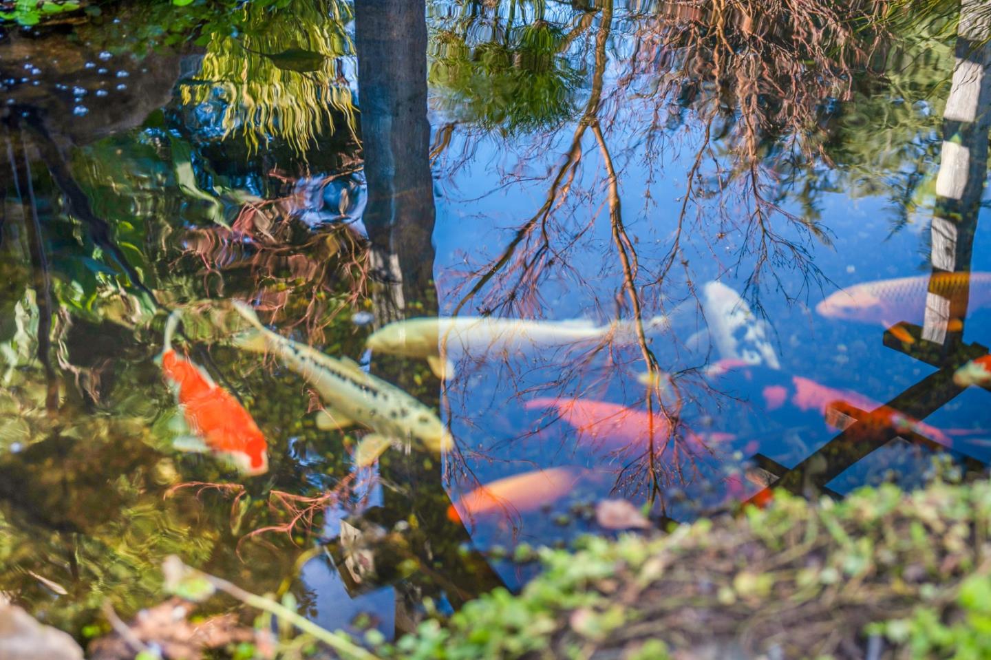 Detail Gallery Image 36 of 49 For 12170 Calle Uvas, Gilroy,  CA 95020 - 4 Beds | 2/1 Baths