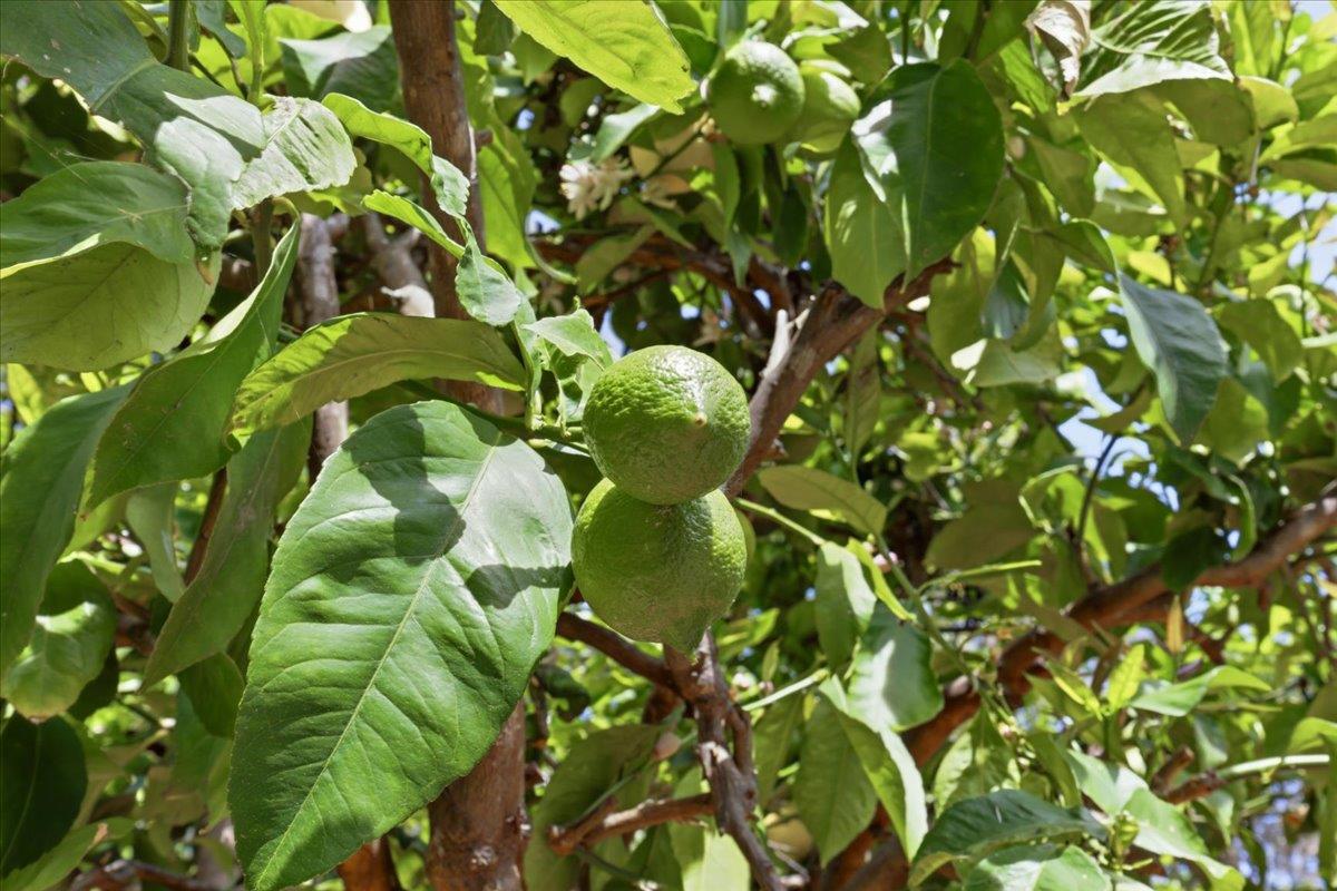 Detail Gallery Image 102 of 117 For 408 Green Hills Dr, Millbrae,  CA 94030 - 4 Beds | 3 Baths