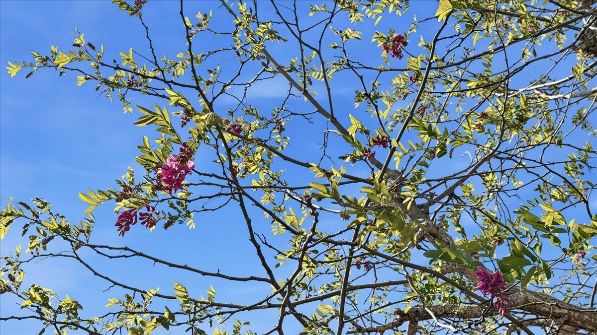 Detail Gallery Image 112 of 117 For 408 Green Hills Dr, Millbrae,  CA 94030 - 4 Beds | 3 Baths