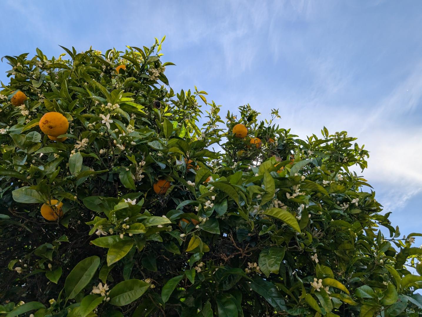 Detail Gallery Image 6 of 18 For 631 Almar Ave, Santa Cruz,  CA 95060 - 3 Beds | 2 Baths