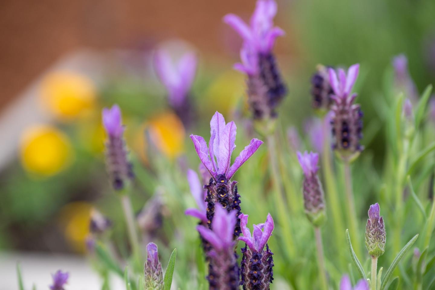 Detail Gallery Image 18 of 29 For 4970 Cherry Ave #115,  San Jose,  CA 95118 - 1 Beds | 1 Baths