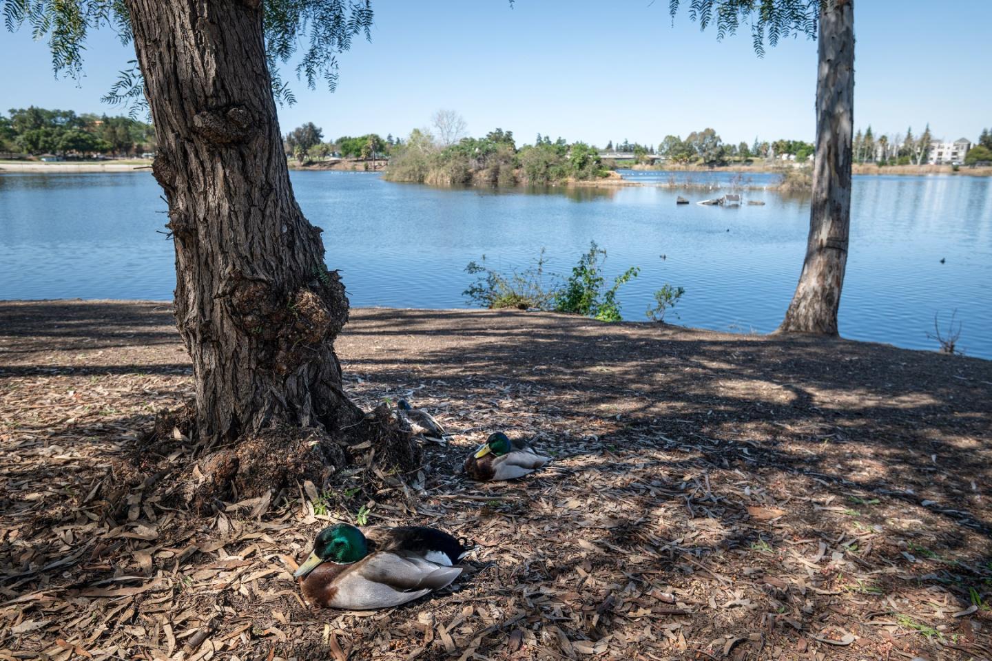 Detail Gallery Image 29 of 29 For 4970 Cherry Ave #115,  San Jose,  CA 95118 - 1 Beds | 1 Baths