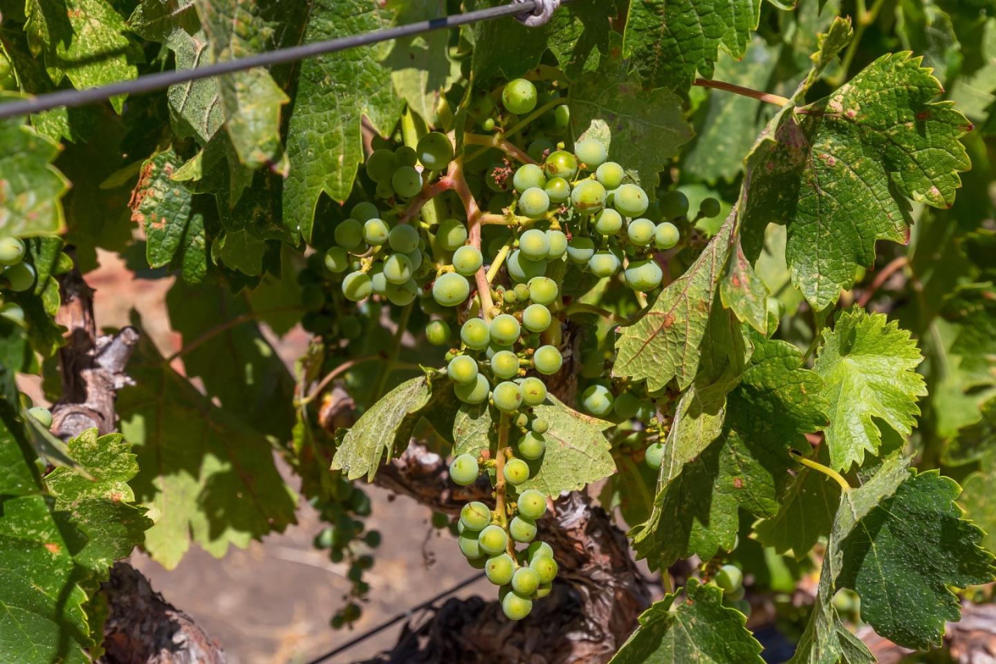 Detail Gallery Image 29 of 38 For 741 Riverside Rd, Hollister,  CA 95023 - 4 Beds | 3/1 Baths