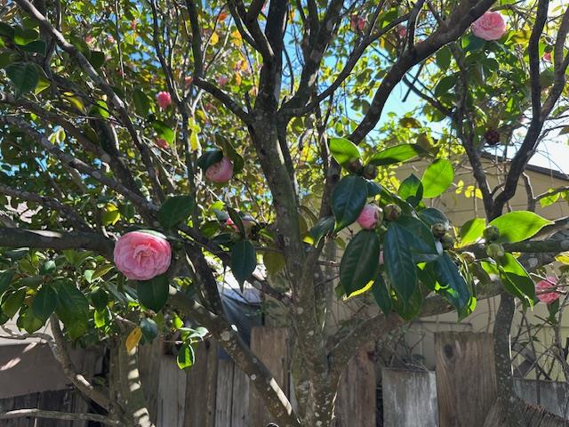 Detail Gallery Image 19 of 19 For 1125 Dufferin Ave, Burlingame,  CA 94010 - 2 Beds | 1 Baths