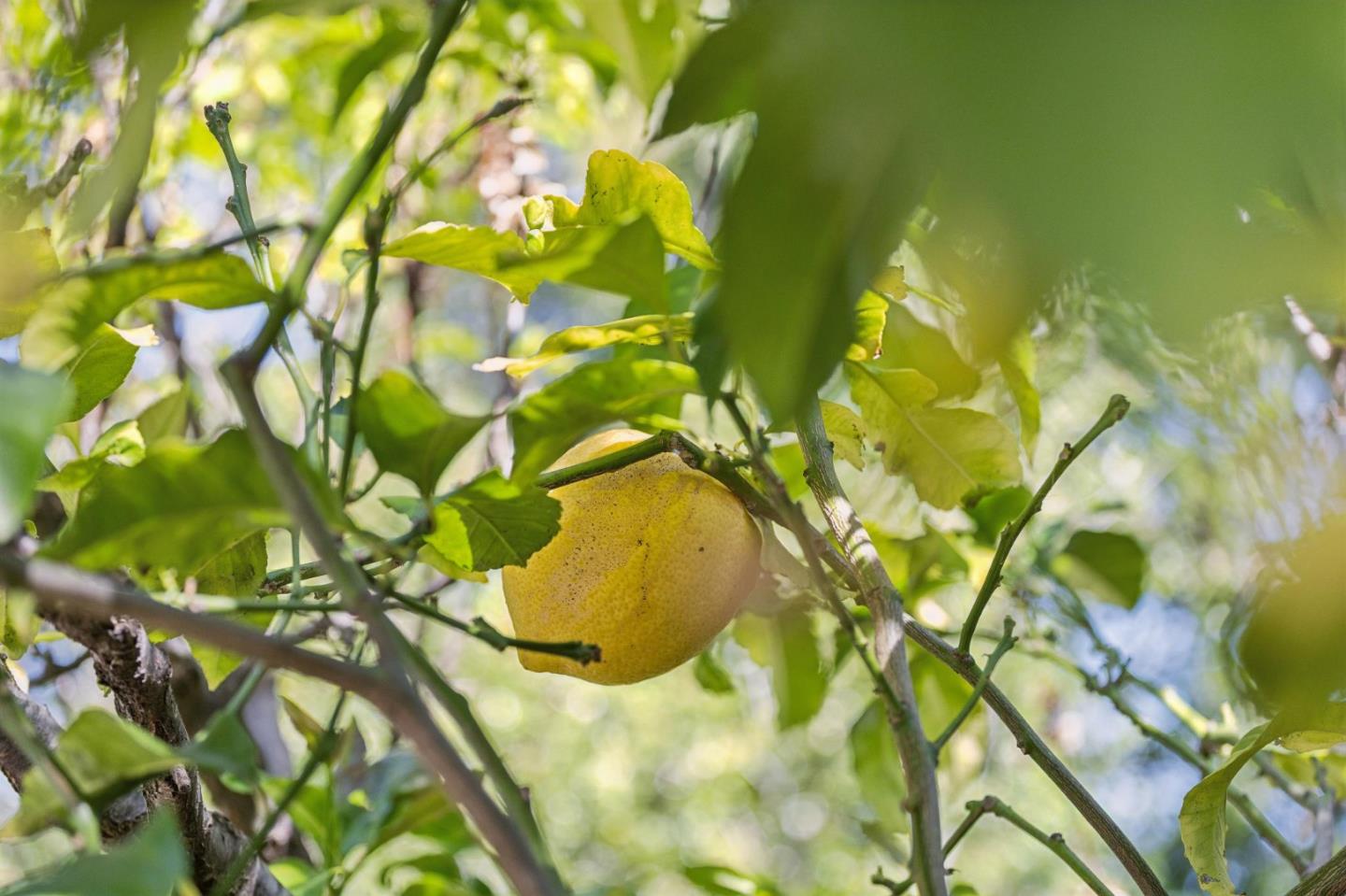 Detail Gallery Image 54 of 57 For 830 Monte Rosa Dr, Menlo Park,  CA 94025 - 4 Beds | 5/1 Baths