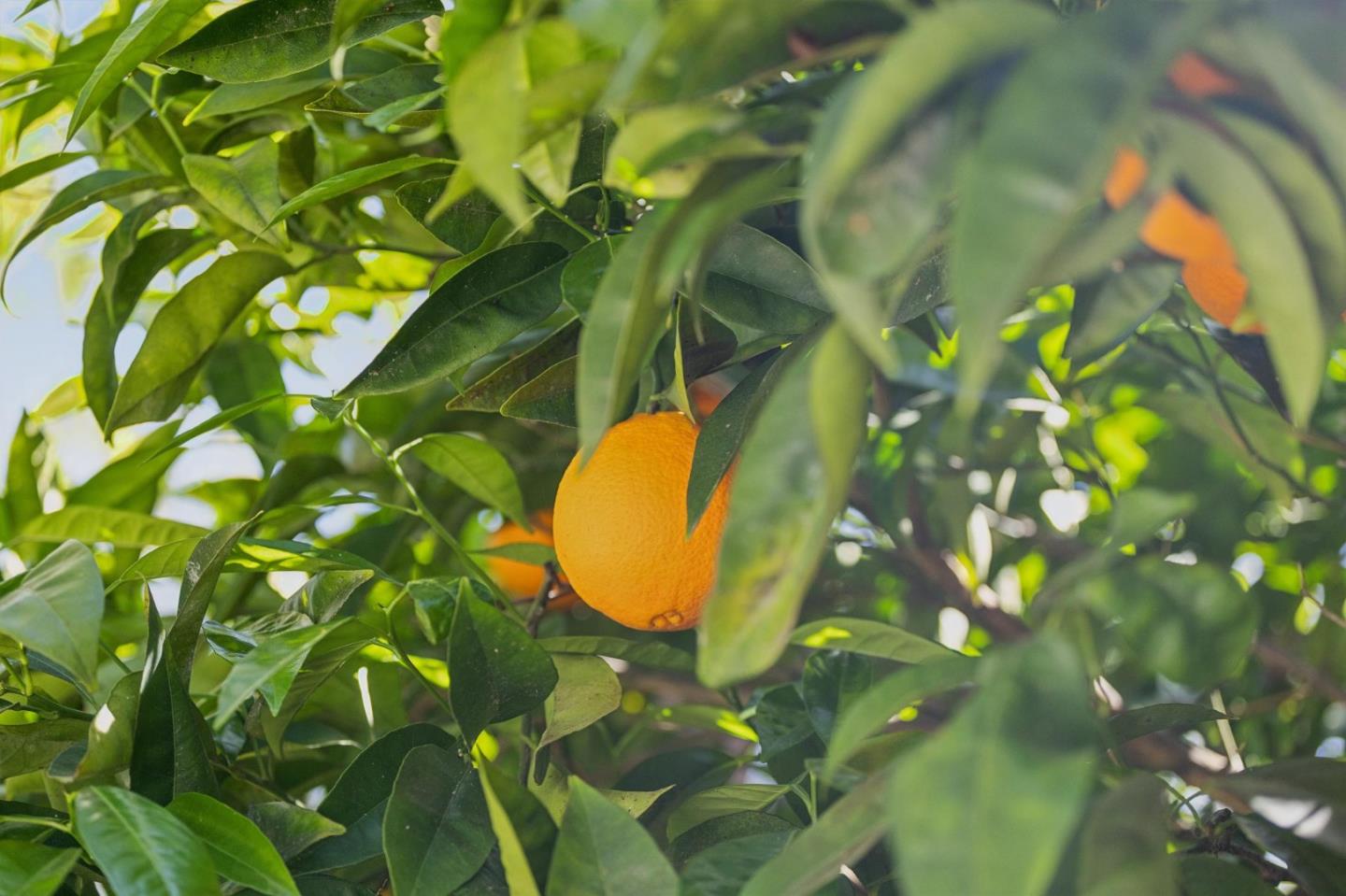 Detail Gallery Image 55 of 57 For 830 Monte Rosa Dr, Menlo Park,  CA 94025 - 4 Beds | 5/1 Baths
