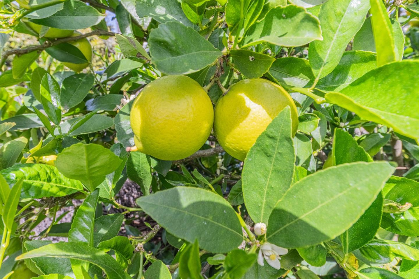 Detail Gallery Image 26 of 29 For 1986 Luxton St, Seaside,  CA 93955 - 2 Beds | 1 Baths