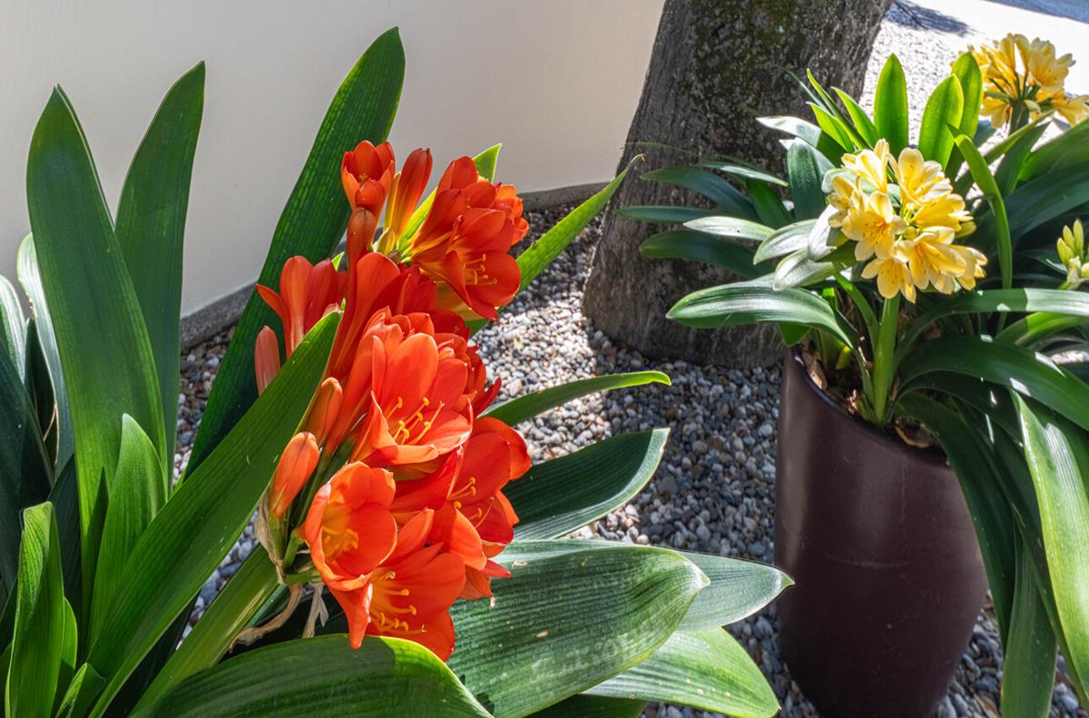 Detail Gallery Image 5 of 67 For 25207 Casiano Dr, Salinas,  CA 93908 - 4 Beds | 4 Baths