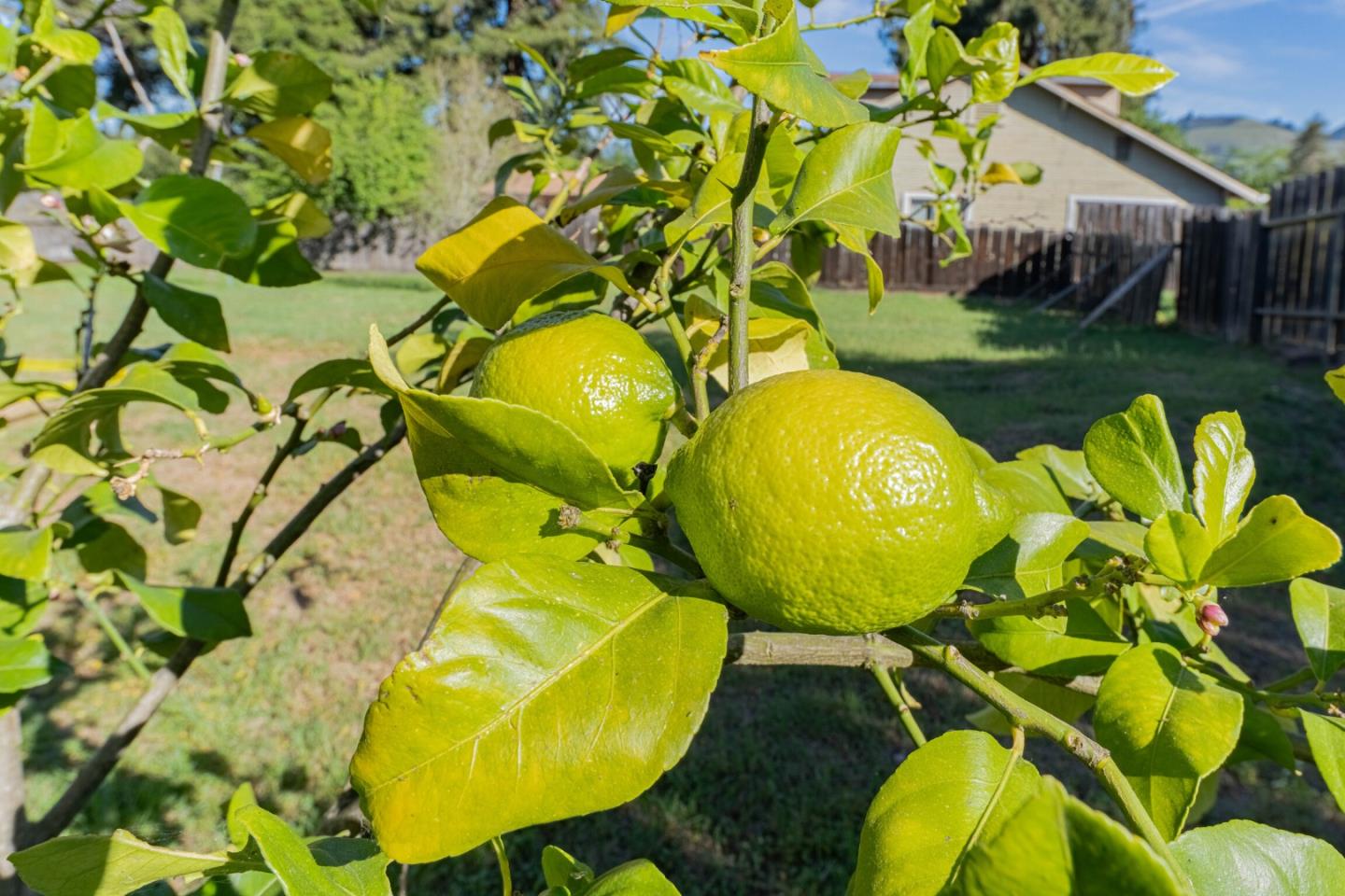 Detail Gallery Image 34 of 45 For 3585 Viola Dr, Aromas,  CA 95004 - 3 Beds | 2 Baths