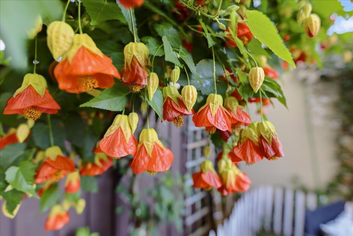 Detail Gallery Image 60 of 77 For 36421 Bendel Ter, Fremont,  CA 94536 - 3 Beds | 1/1 Baths