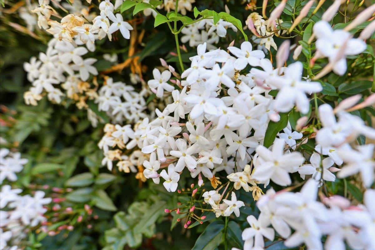 Detail Gallery Image 61 of 77 For 36421 Bendel Ter, Fremont,  CA 94536 - 3 Beds | 1/1 Baths