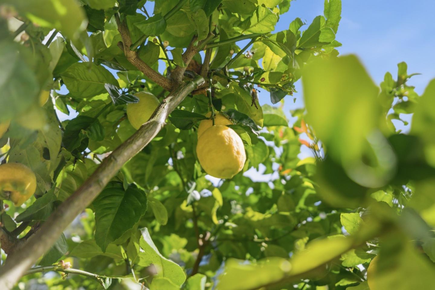 Detail Gallery Image 42 of 66 For 10931 Sequoia Ave, Felton,  CA 95018 - 2 Beds | 1 Baths