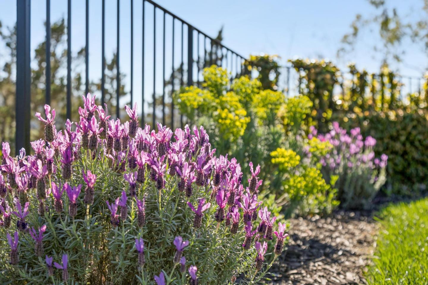 Detail Gallery Image 127 of 156 For 15715 Gum Tree Ln, Los Gatos,  CA 95032 - 4 Beds | 4/1 Baths