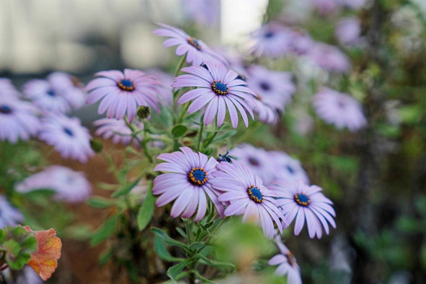 Detail Gallery Image 70 of 100 For 14990 Winchester Blvd, Los Gatos,  CA 95030 - 4 Beds | 3/2 Baths