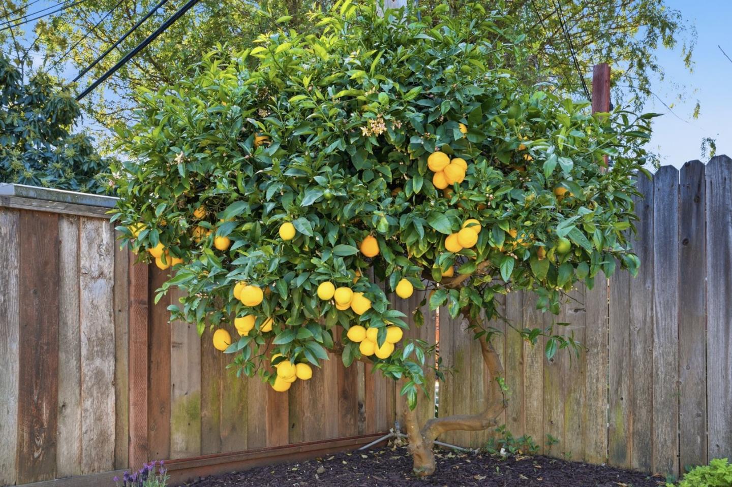 Detail Gallery Image 55 of 66 For 756 Cornell Dr, Santa Clara,  CA 95051 - 4 Beds | 2 Baths