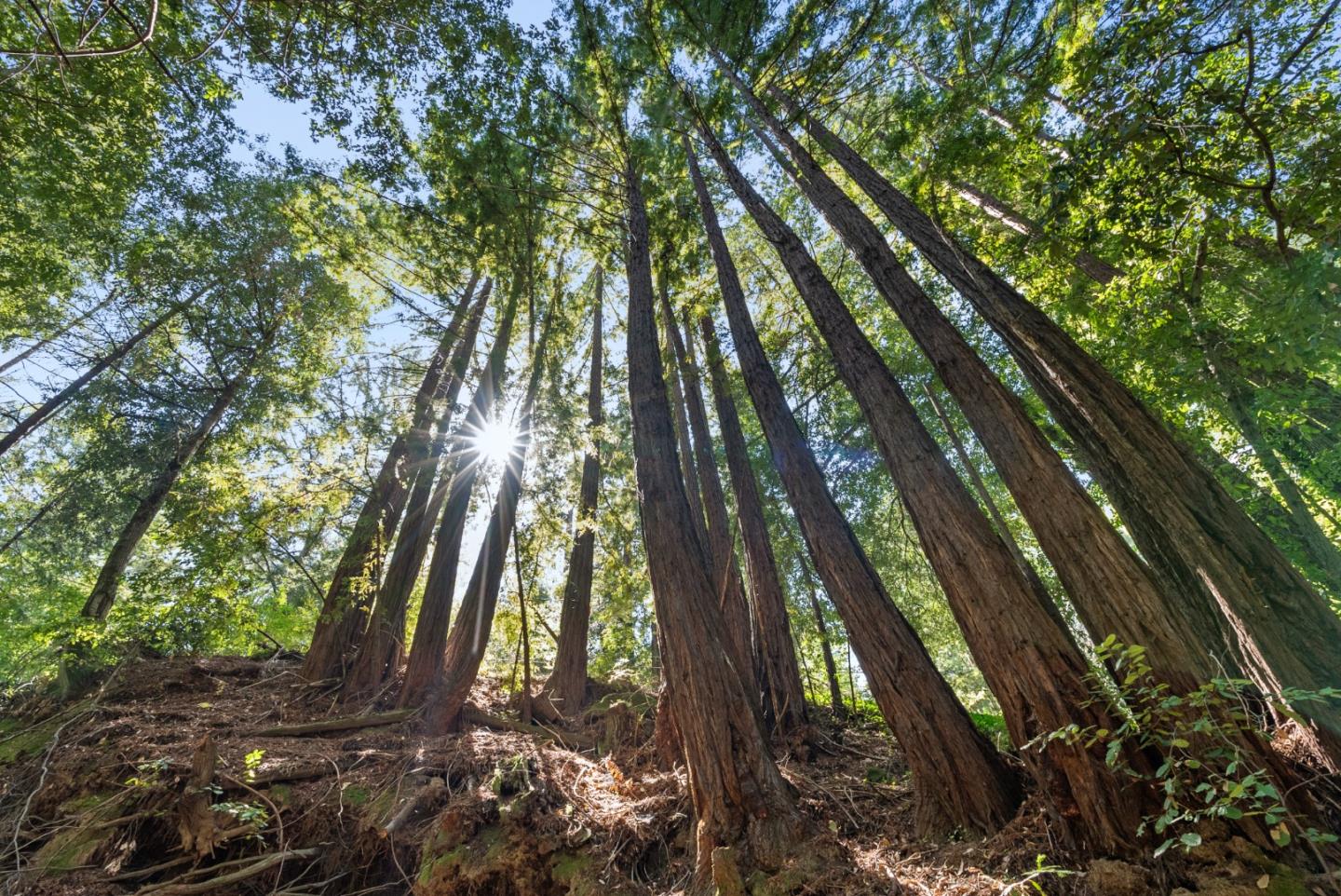 Detail Gallery Image 53 of 63 For 26650 Soquel San Jose Rd, Los Gatos,  CA 95033 - 2 Beds | 1 Baths