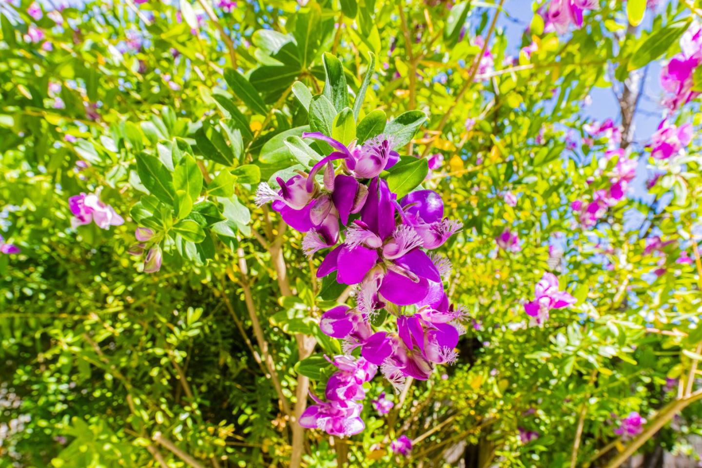 Detail Gallery Image 15 of 48 For 25215 Azalea Ct, Salinas,  CA 93908 - 3 Beds | 2/1 Baths