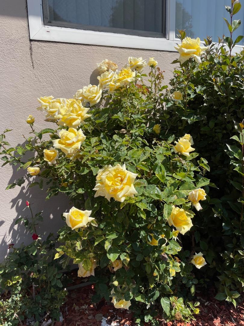 Detail Gallery Image 20 of 20 For 3579 Agate Dr #6,  Santa Clara,  CA 95051 - 2 Beds | 1/1 Baths