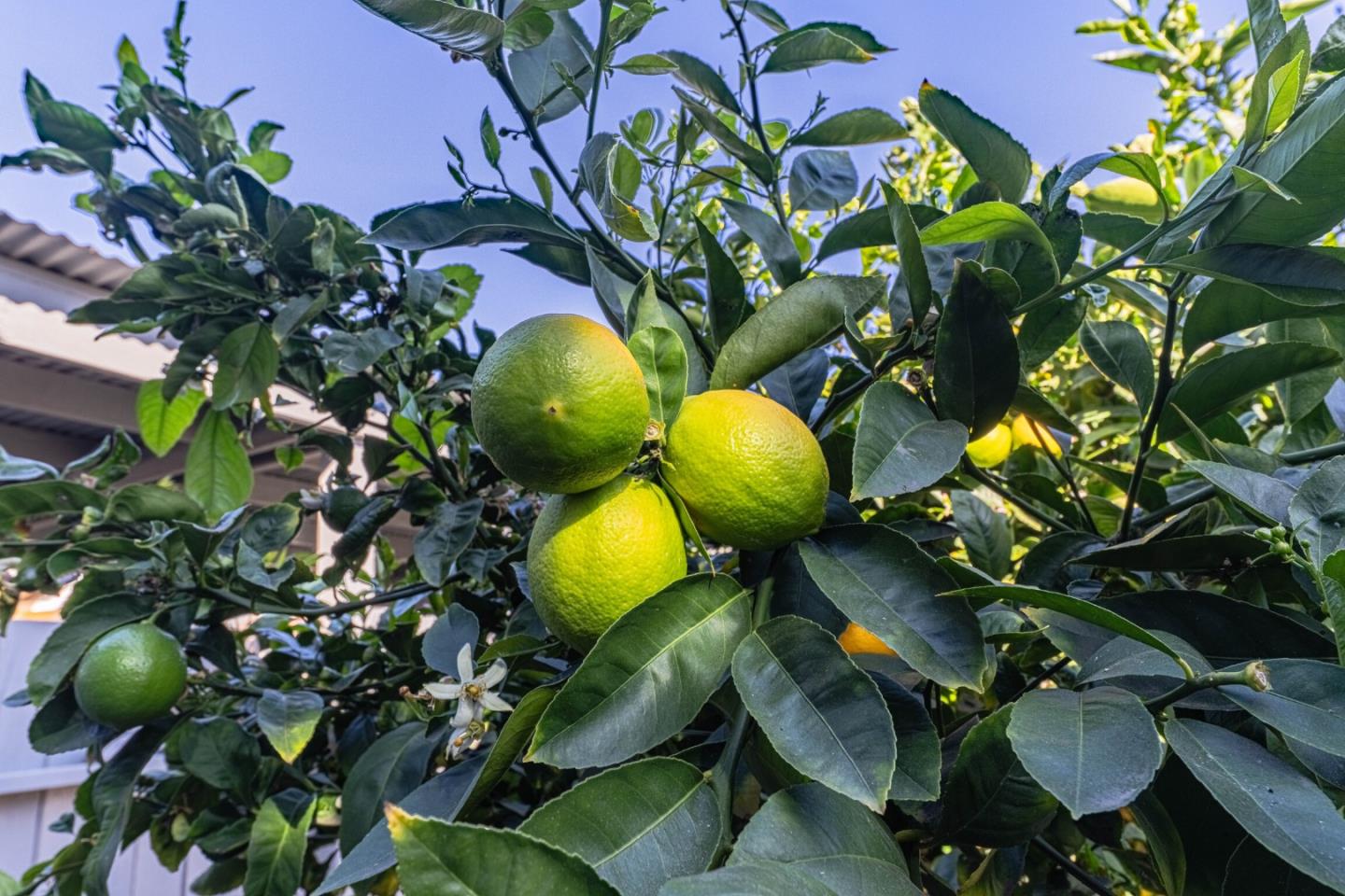 Detail Gallery Image 51 of 53 For 813 Pajaro St, Salinas,  CA 93901 - 4 Beds | 2 Baths