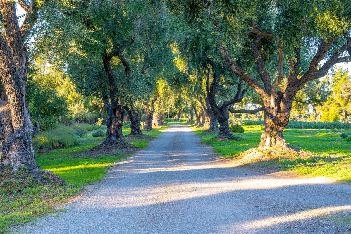 Detail Gallery Image 5 of 70 For 2480 Roblar Ave, Los Olivos,  CA 93441 - 9 Beds | 8 Baths