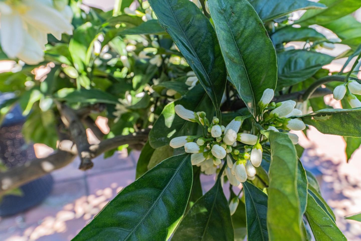 Detail Gallery Image 50 of 51 For 1211 via Paraiso, Salinas,  CA 93901 - 3 Beds | 2 Baths