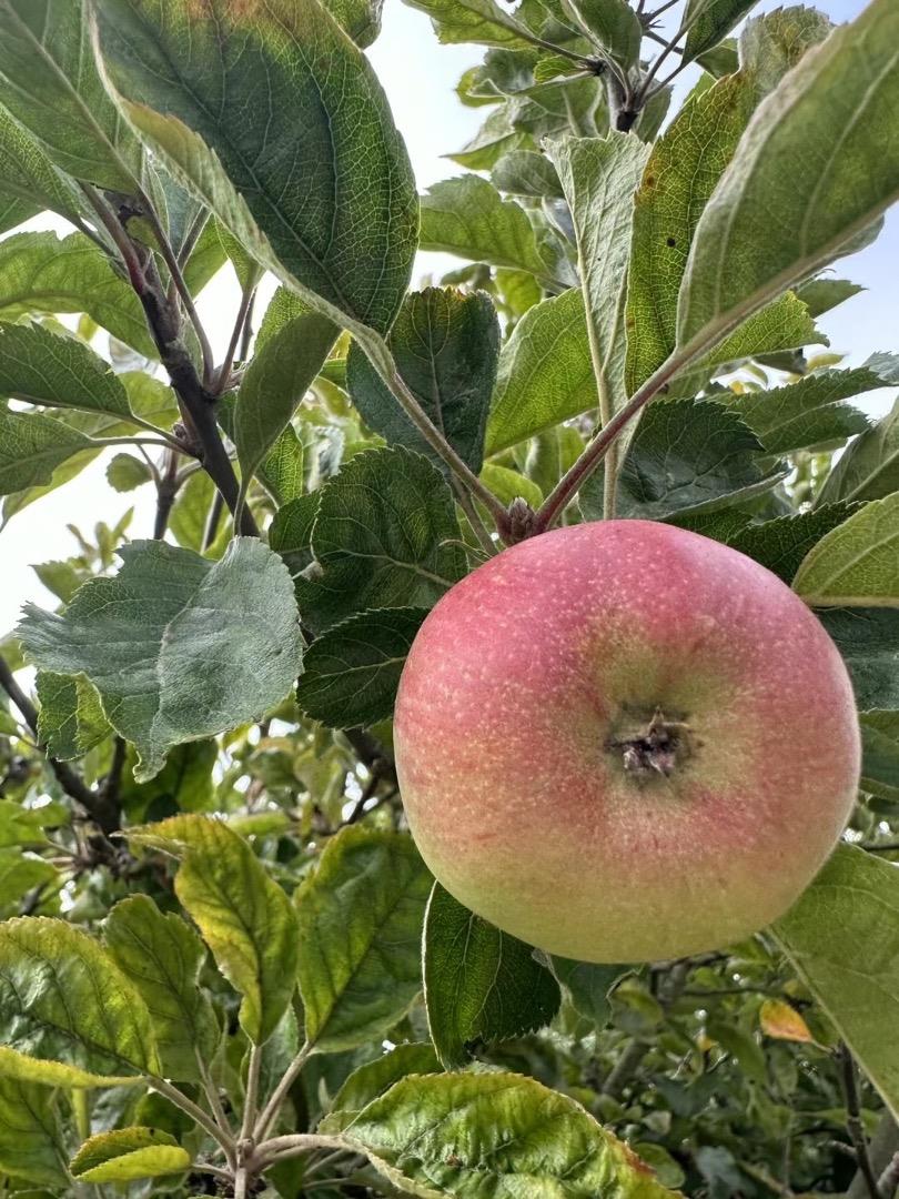 Detail Gallery Image 56 of 76 For 370 Goodwin Dr, San Bruno,  CA 94066 - 4 Beds | 3/1 Baths