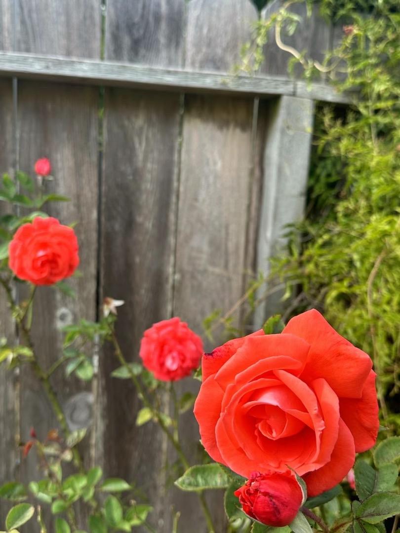 Detail Gallery Image 57 of 76 For 370 Goodwin Dr, San Bruno,  CA 94066 - 4 Beds | 3/1 Baths