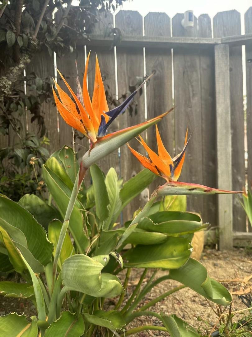 Detail Gallery Image 58 of 76 For 370 Goodwin Dr, San Bruno,  CA 94066 - 4 Beds | 3/1 Baths