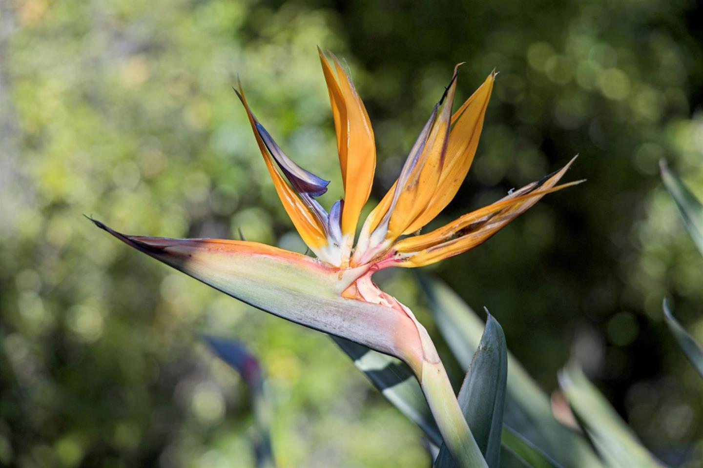 Detail Gallery Image 3 of 31 For 822 Amber Ln, Los Altos,  CA 94024 - 3 Beds | 2/1 Baths