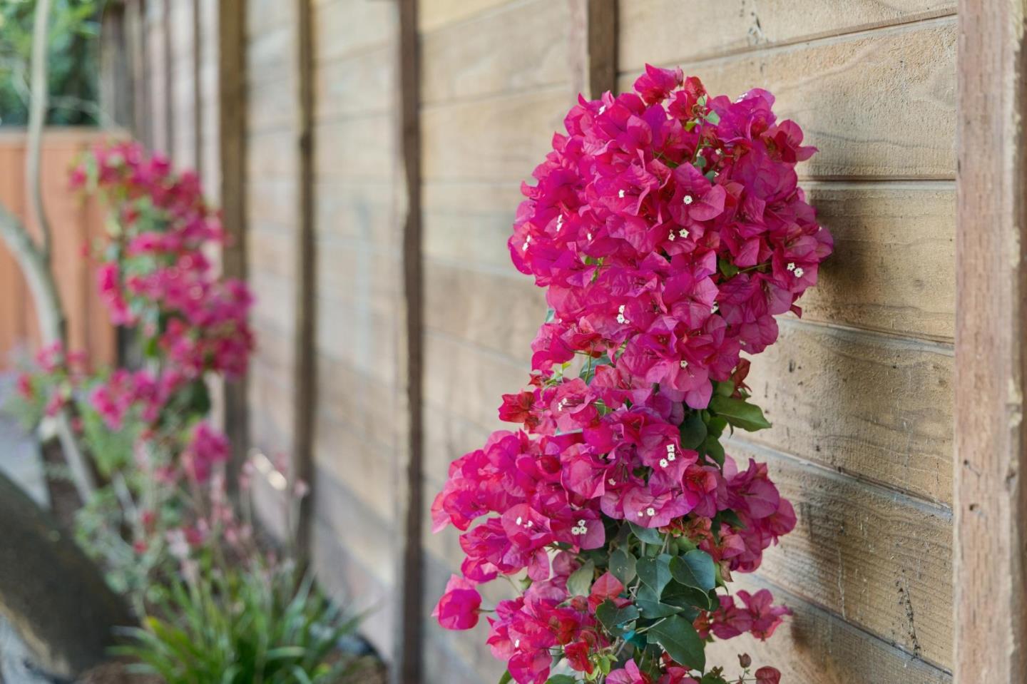 Detail Gallery Image 30 of 31 For 822 Amber Ln, Los Altos,  CA 94024 - 3 Beds | 2/1 Baths