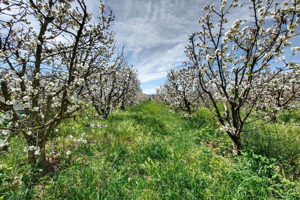Detail Gallery Image 30 of 106 For 3465 Susie Ln, Gilroy,  CA 95020 - 4 Beds | 2/2 Baths
