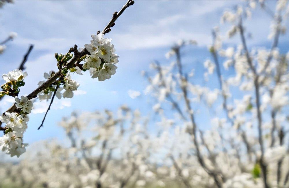 Detail Gallery Image 31 of 106 For 3465 Susie Ln, Gilroy,  CA 95020 - 4 Beds | 2/2 Baths