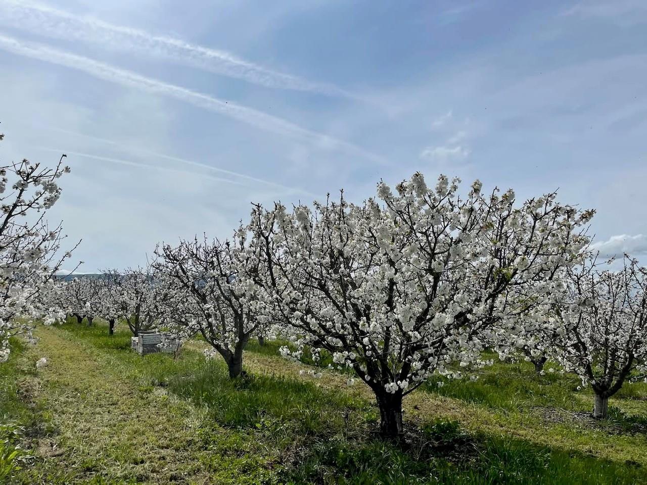 Detail Gallery Image 6 of 7 For 3465 Susie Ln, Gilroy,  CA 95020 - 4 Beds | 2/2 Baths
