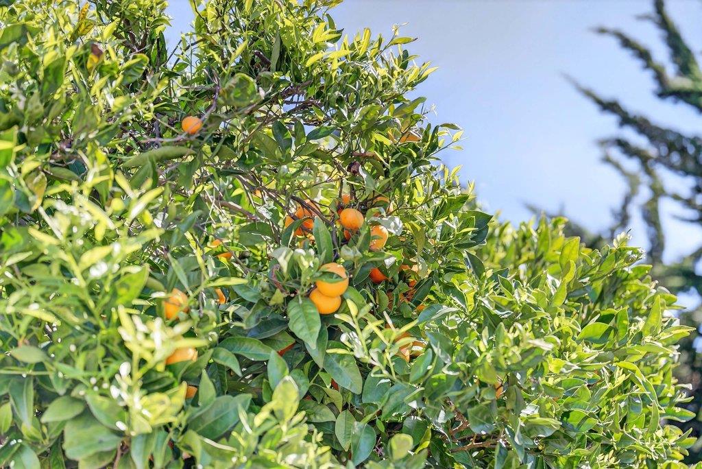 Detail Gallery Image 54 of 57 For 97 Logan St, Watsonville,  CA 95076 - 4 Beds | 2/1 Baths