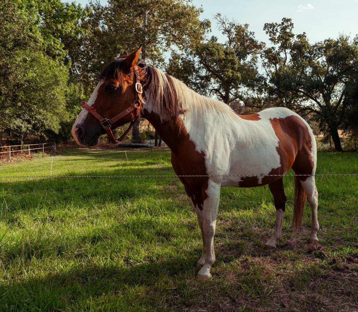 Detail Gallery Image 23 of 77 For 7555 Merced Falls Rd, Snelling,  CA 95369 - 5 Beds | 3 Baths