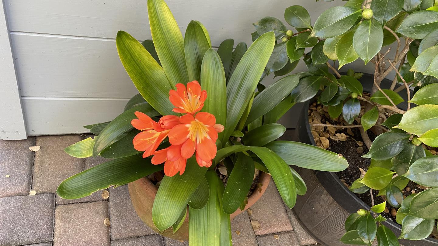 Detail Gallery Image 41 of 41 For 25349 Flanders Dr, Carmel,  CA 93923 - 3 Beds | 2 Baths