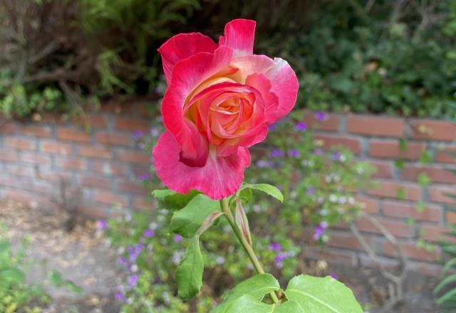 Detail Gallery Image 42 of 44 For 25349 Flanders Dr, Carmel,  CA 93923 - 3 Beds | 2 Baths