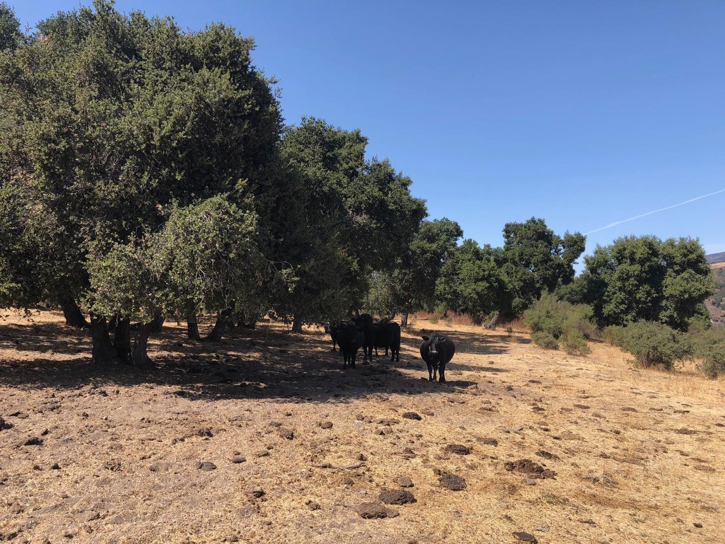 Detail Gallery Image 40 of 41 For 36000 E Carmel Valley, Carmel Valley,  CA 93924 - – Beds | – Baths