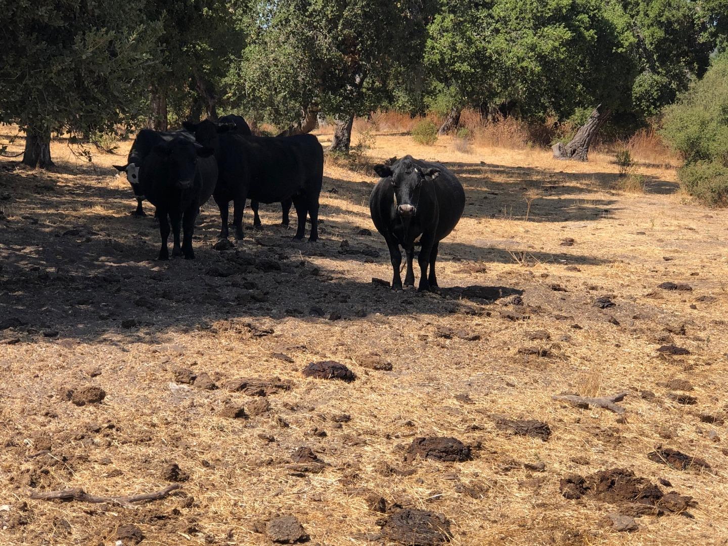 Detail Gallery Image 41 of 41 For 36000 E Carmel Valley, Carmel Valley,  CA 93924 - – Beds | – Baths