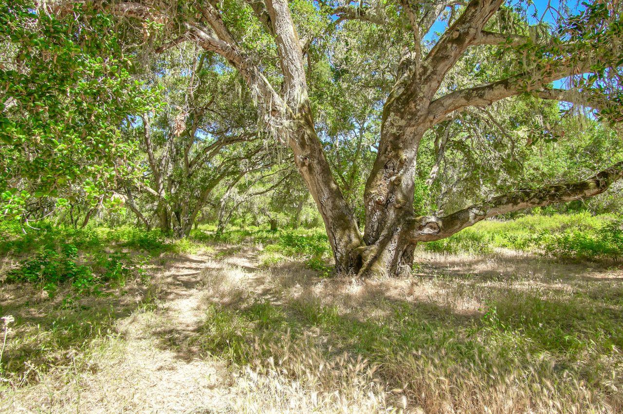 Detail Gallery Image 6 of 41 For 36000 E Carmel Valley, Carmel Valley,  CA 93924 - – Beds | – Baths
