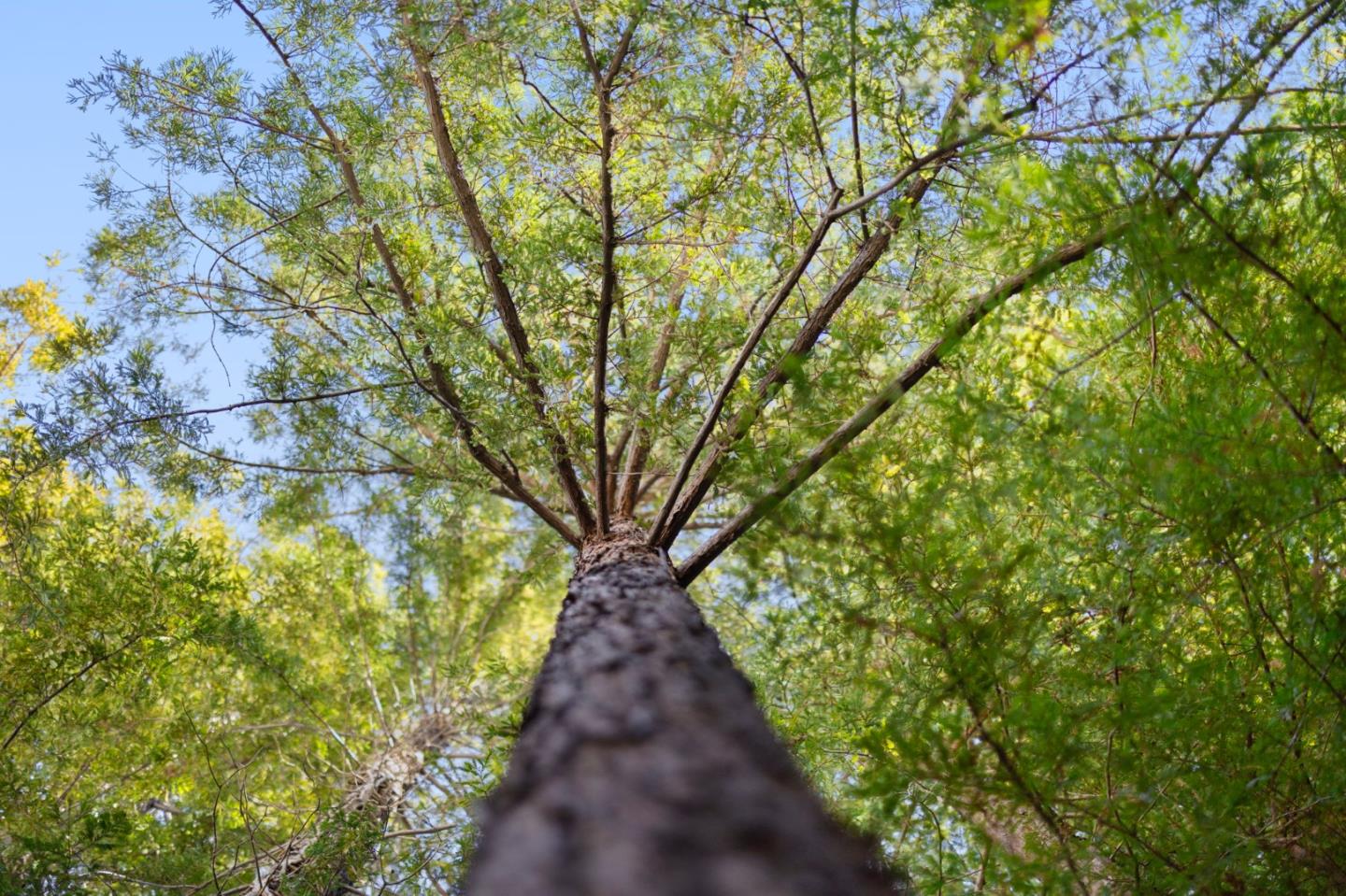 Detail Gallery Image 12 of 56 For 138 Stone Pine Ln, Menlo Park,  CA 94025 - 3 Beds | 2/1 Baths