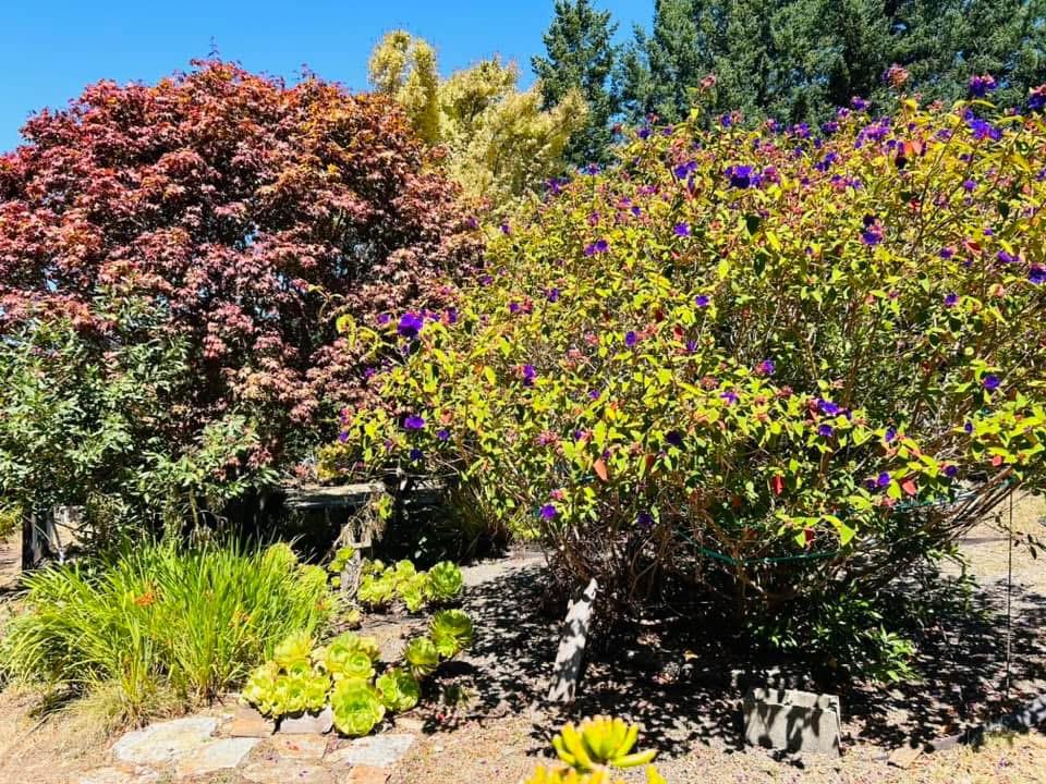 Detail Gallery Image 10 of 24 For 520 Redwood Rd, Whitethorn,  CA 95589 - 3 Beds | 2 Baths