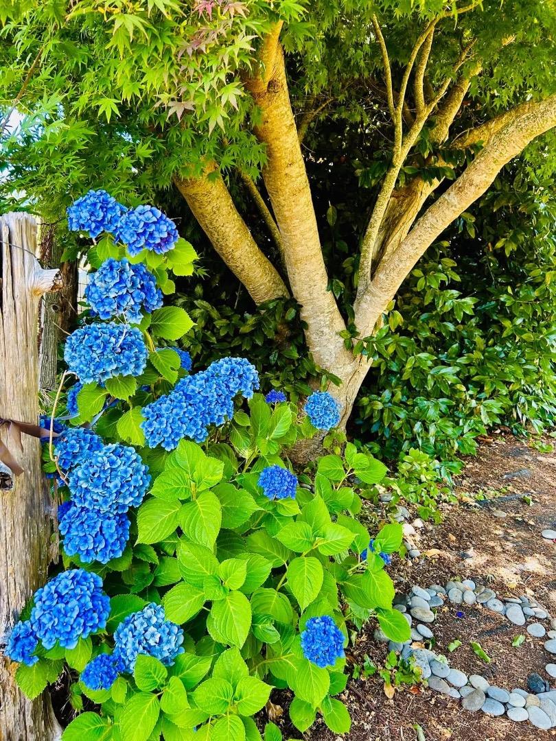 Detail Gallery Image 11 of 24 For 520 Redwood Rd, Whitethorn,  CA 95589 - 3 Beds | 2 Baths