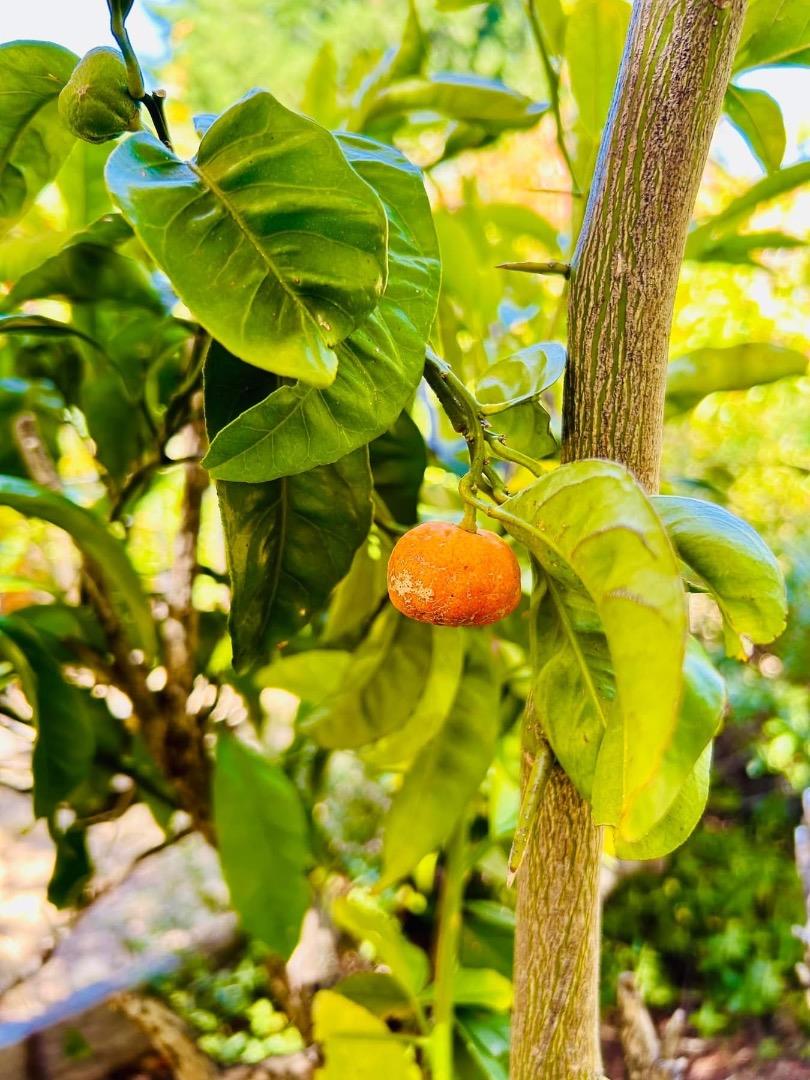 Detail Gallery Image 12 of 24 For 520 Redwood Rd, Whitethorn,  CA 95589 - 3 Beds | 2 Baths