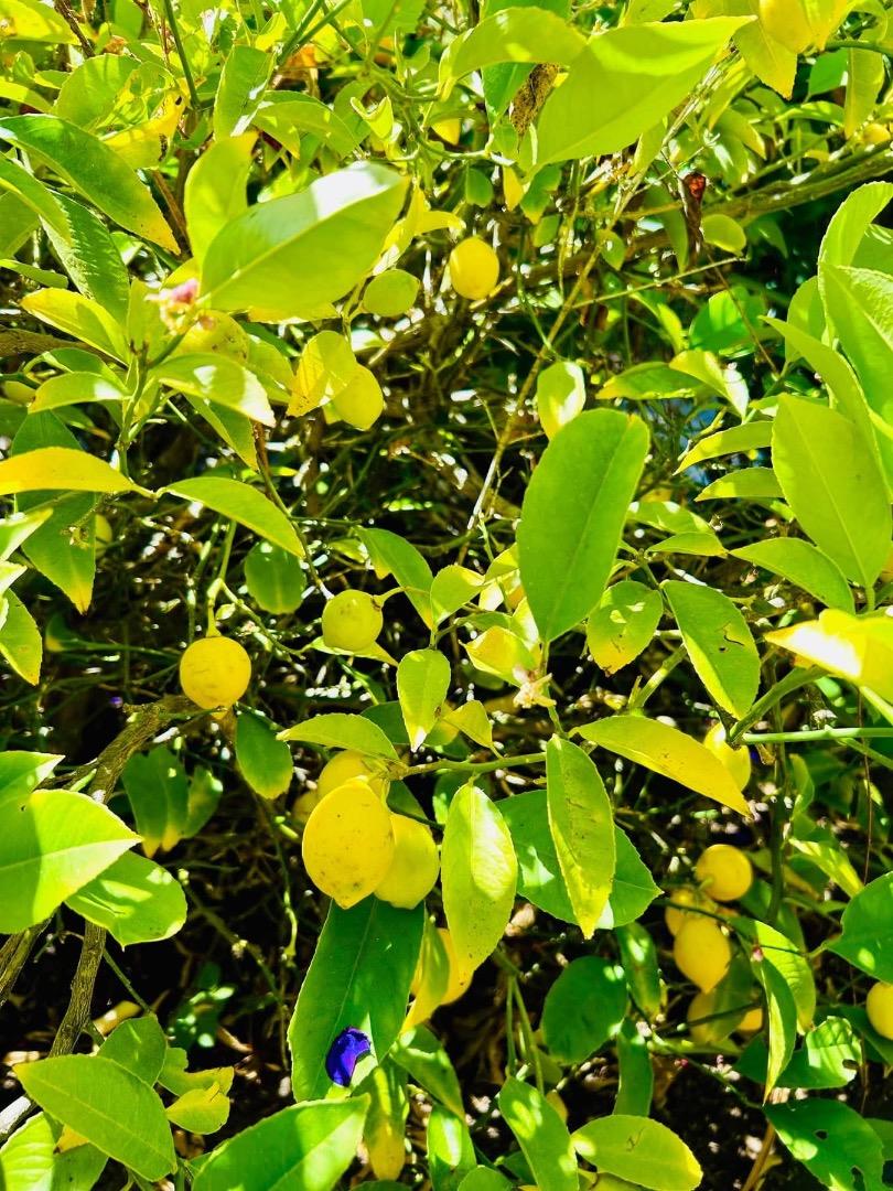 Detail Gallery Image 13 of 24 For 520 Redwood Rd, Whitethorn,  CA 95589 - 3 Beds | 2 Baths